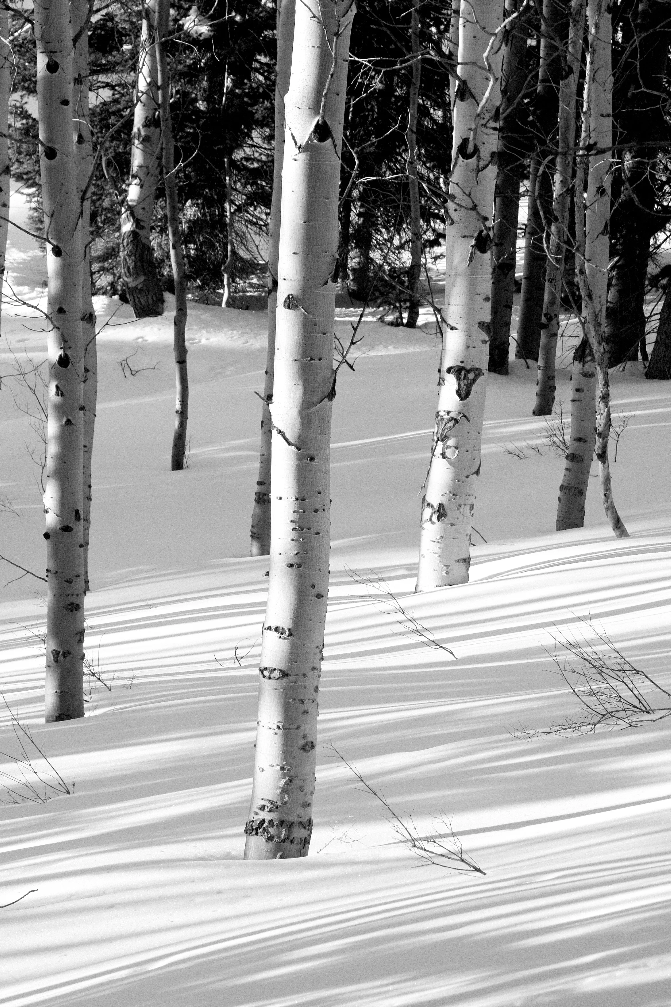 Black and White Aspens