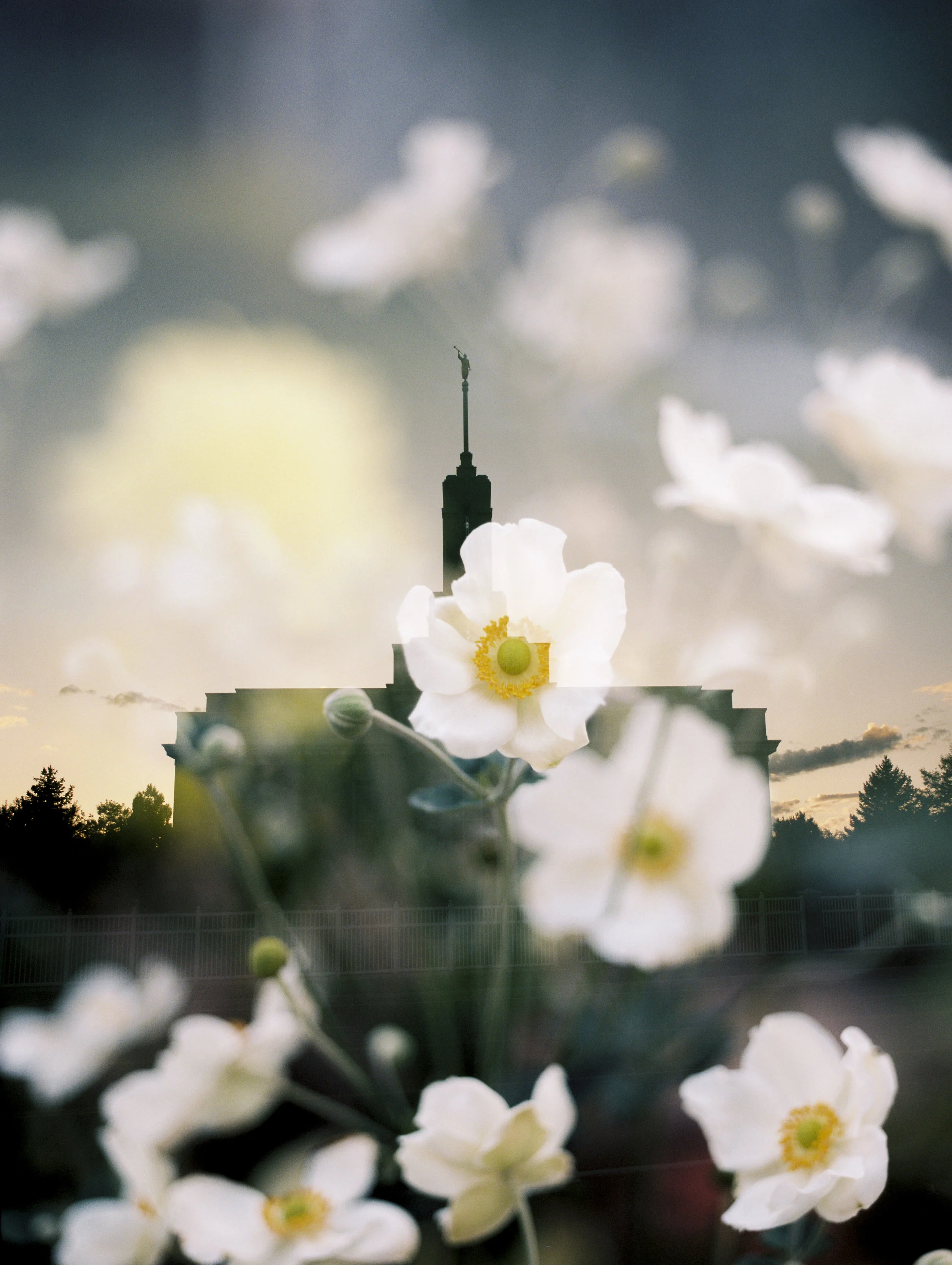 Timpanogos LDS Temple + Japanese Anemone