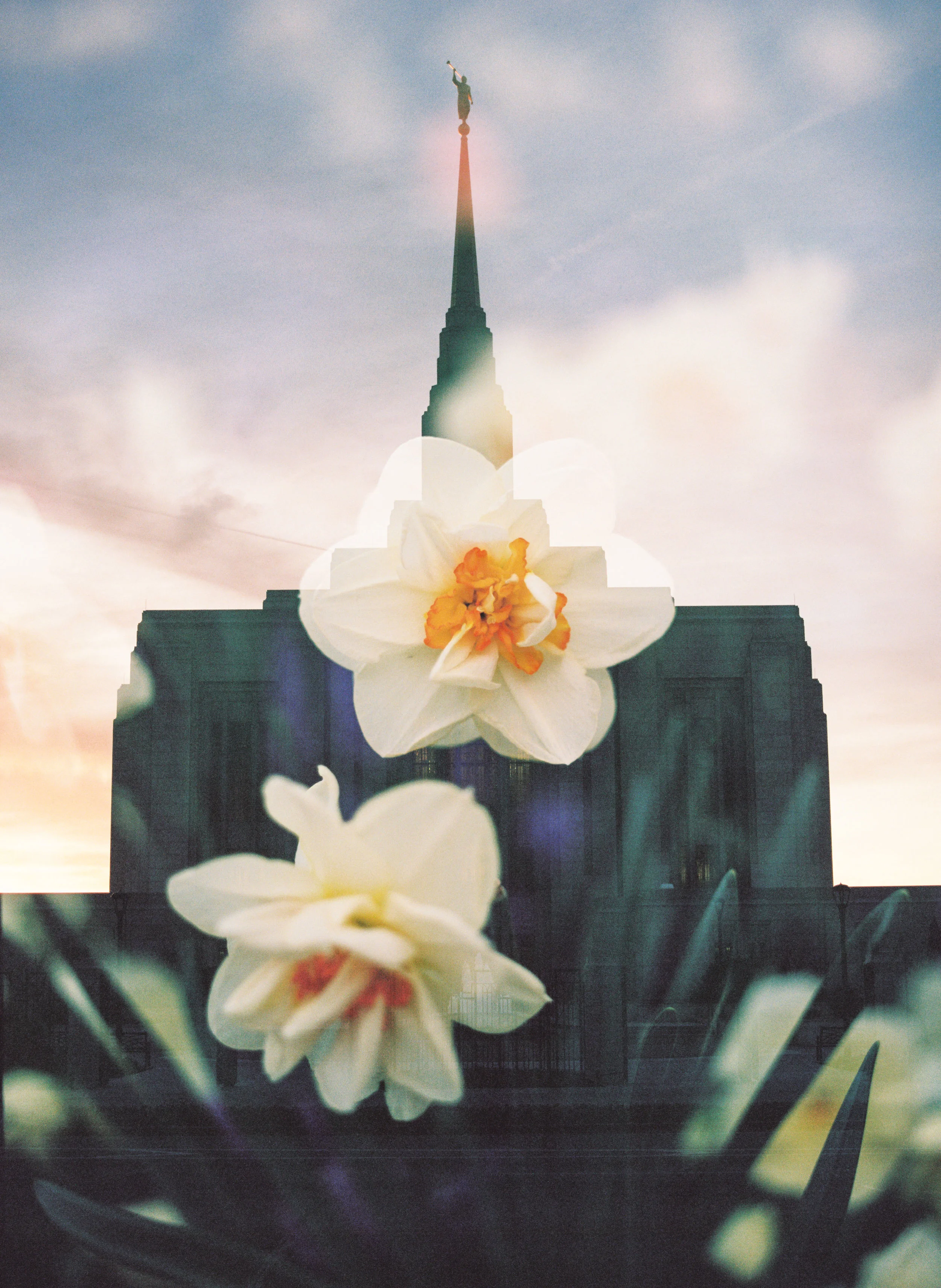 Ogden LDS Temple + Daffodil