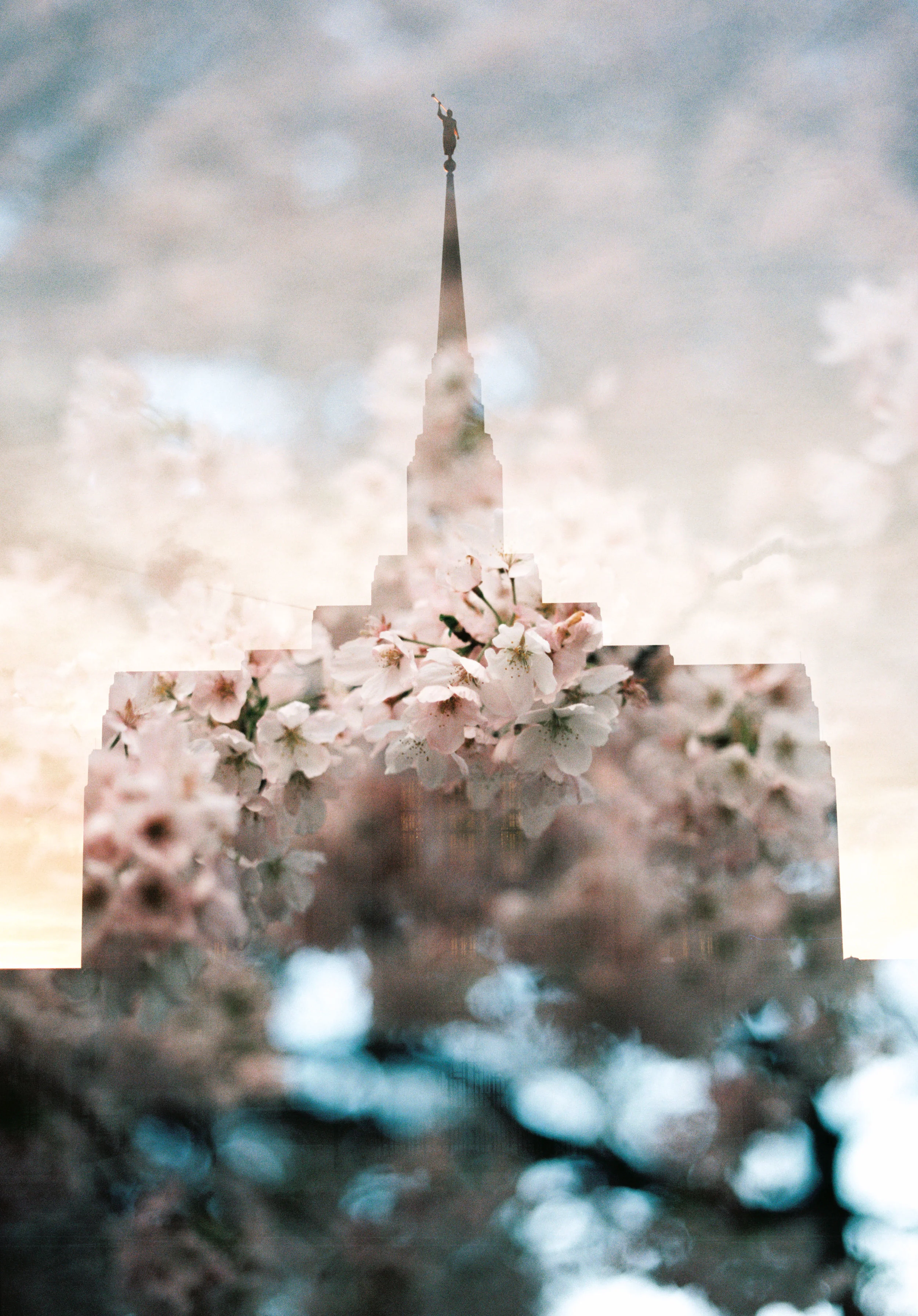 Ogden LDS Temple + Spring Blossoms