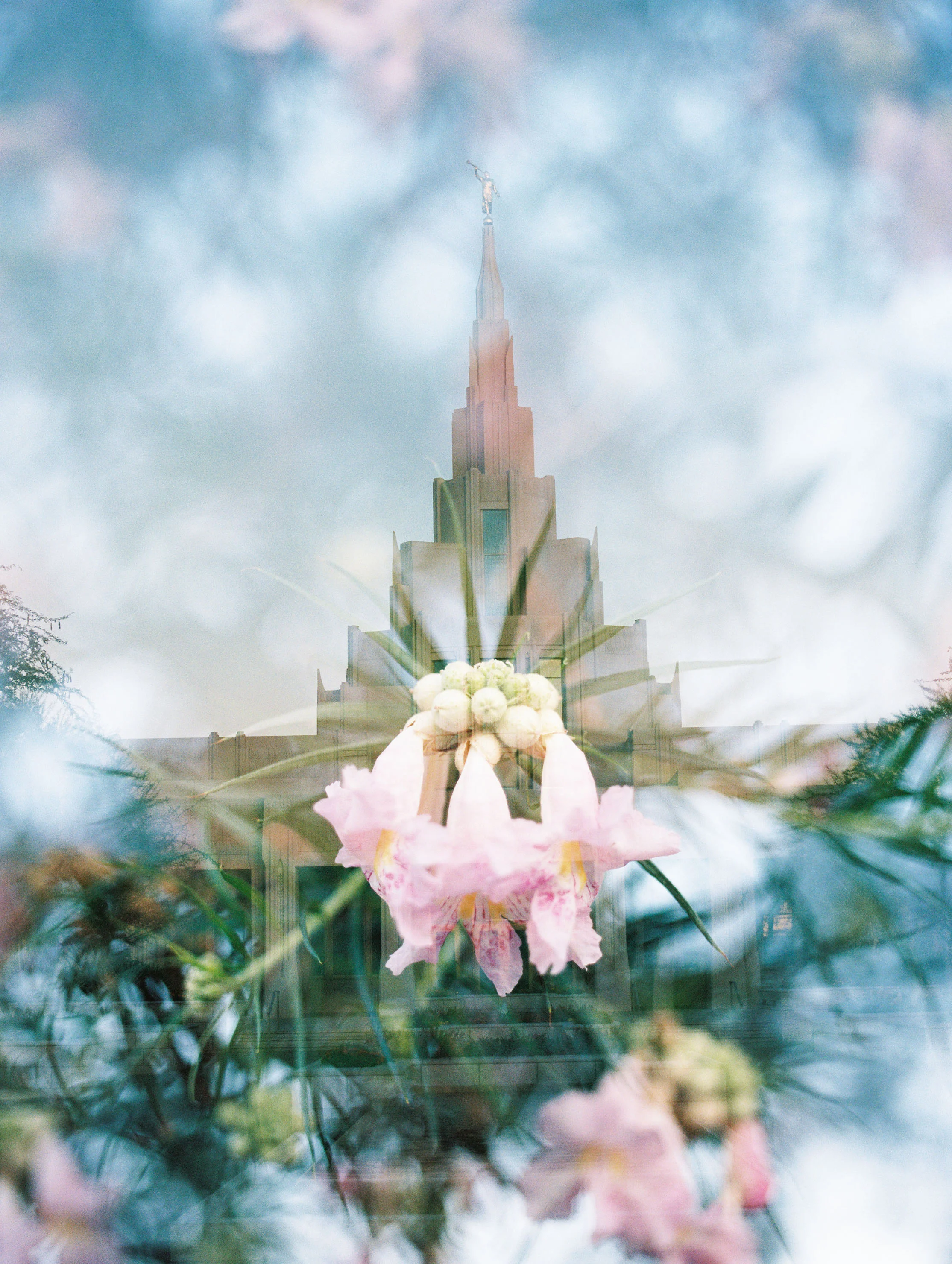 Phoenix LDS Temple + Desert Willow