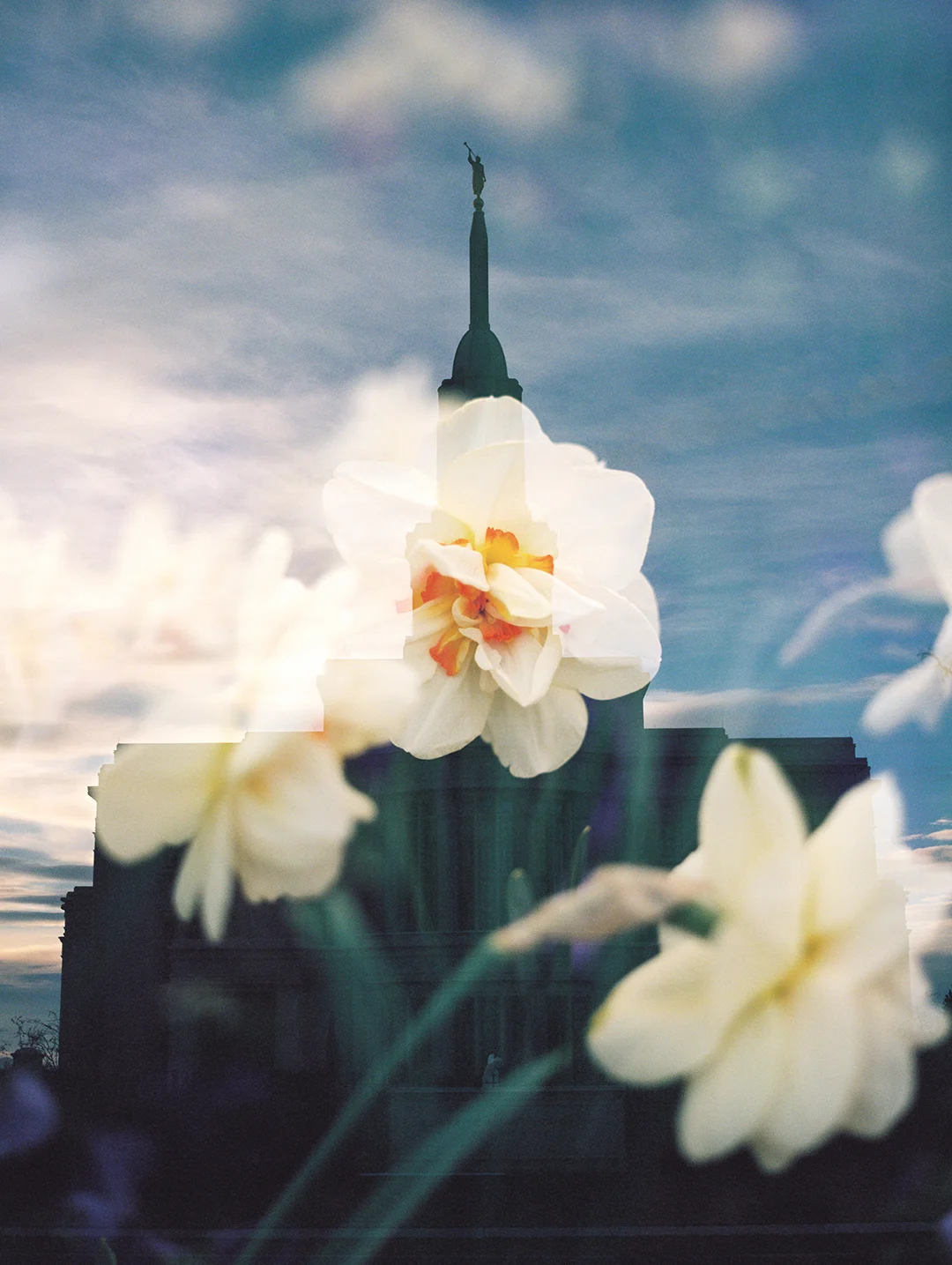 Payson LDS Temple + White Daffodil
