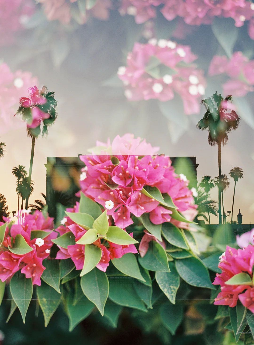 Mesa LDS Temple + Bougainvillea