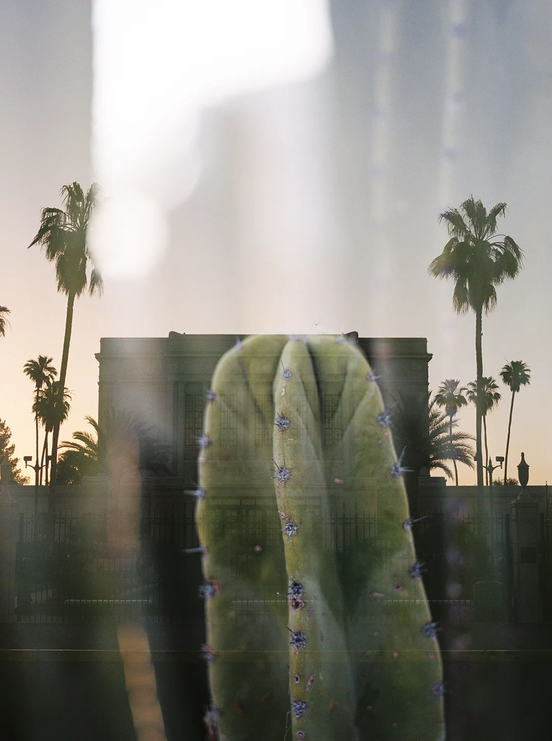 Mesa LDS Temple + Cactus