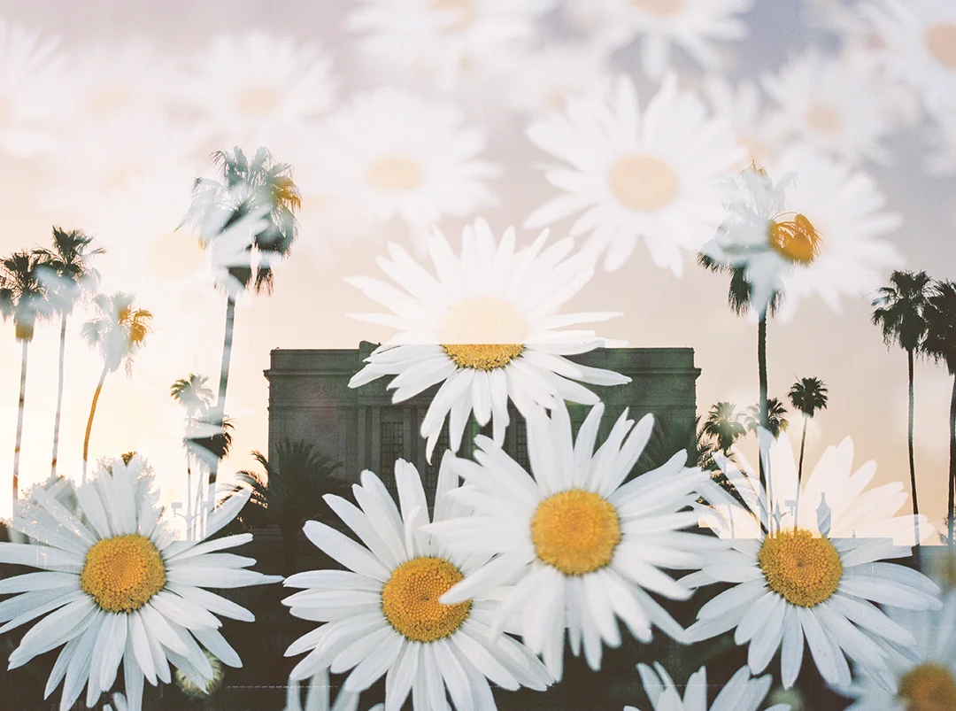 Mesa LDS Temple + Daisies 2