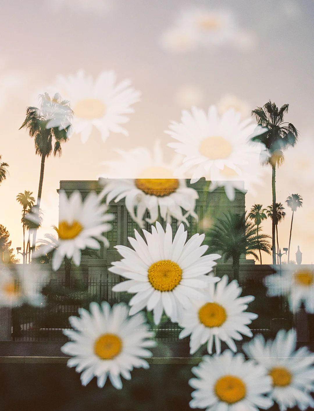 Mesa LDS Temple + Daisies