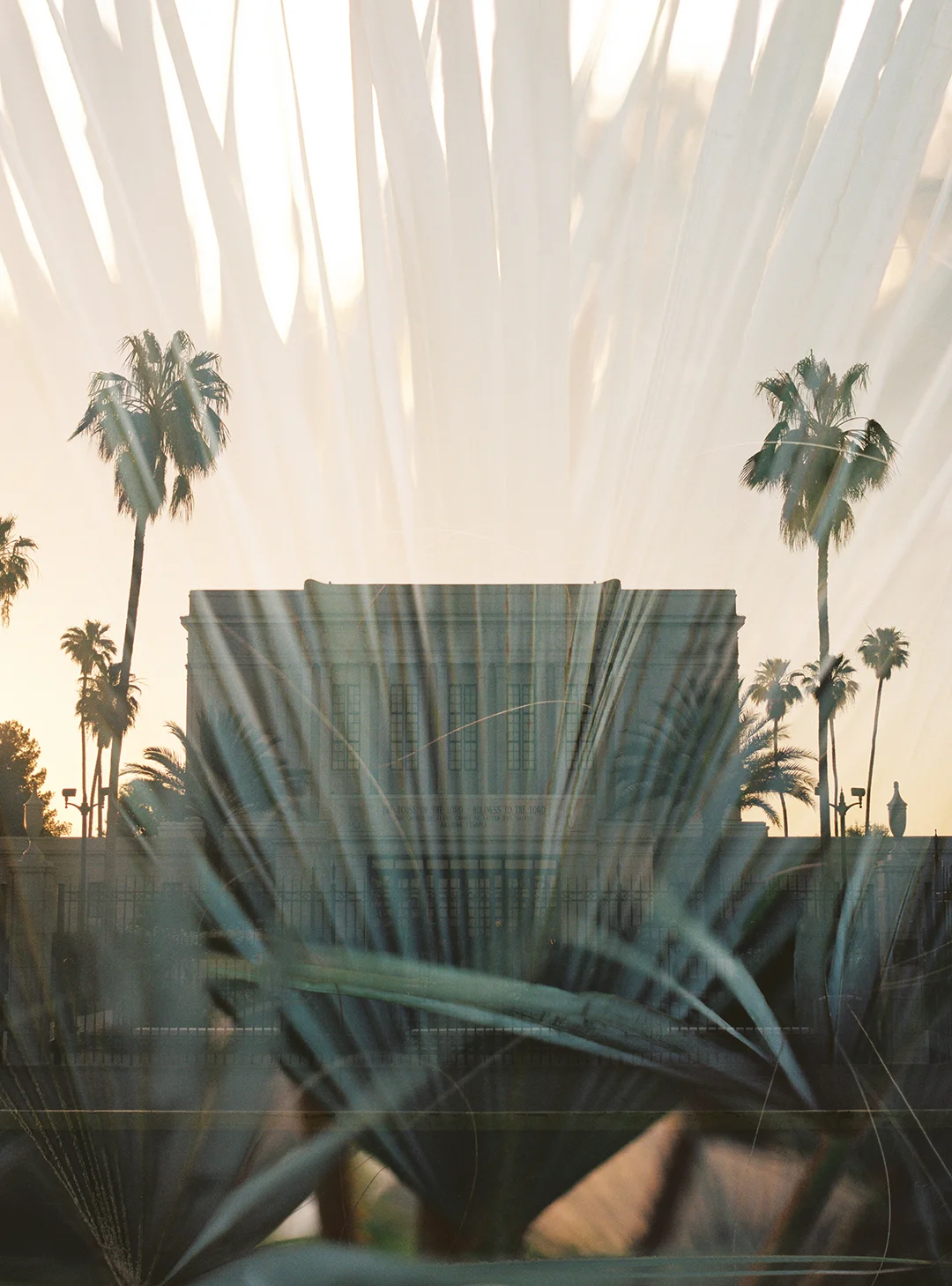 Mesa LDS Temple + Palm Leaves