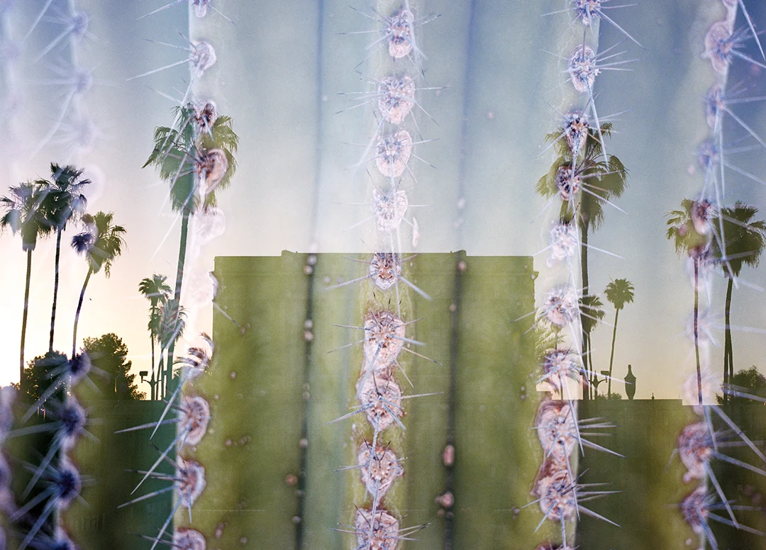 Mesa LDS Temple + Saguaro