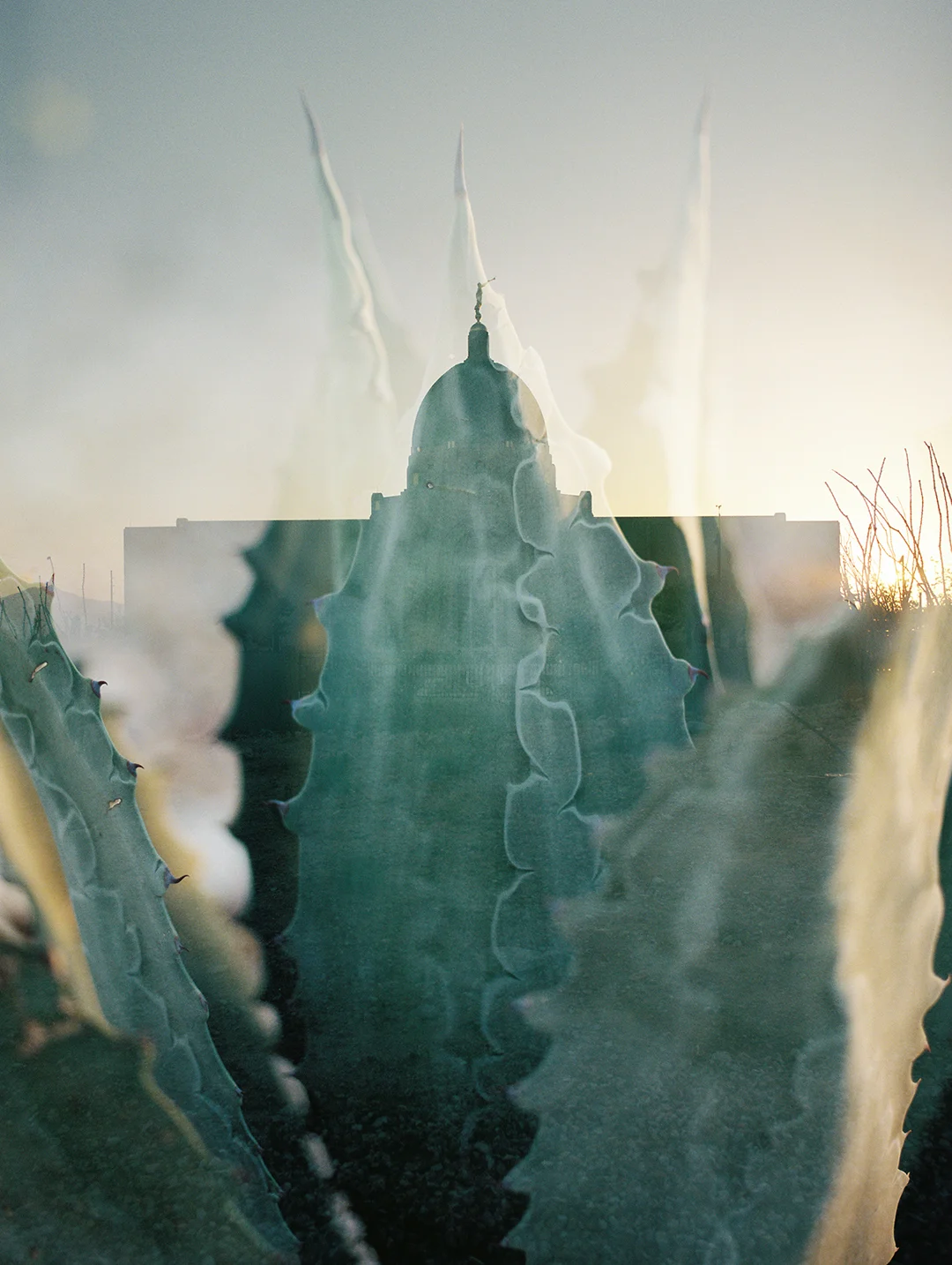 Tucson LDS Temple + Agave