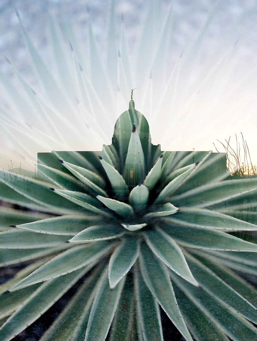 Tucson LDS Temple + Aloe