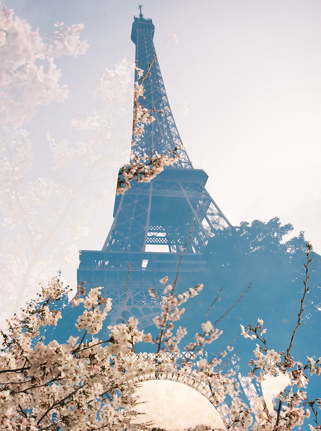 Eiffel Tower + Blossoms 1