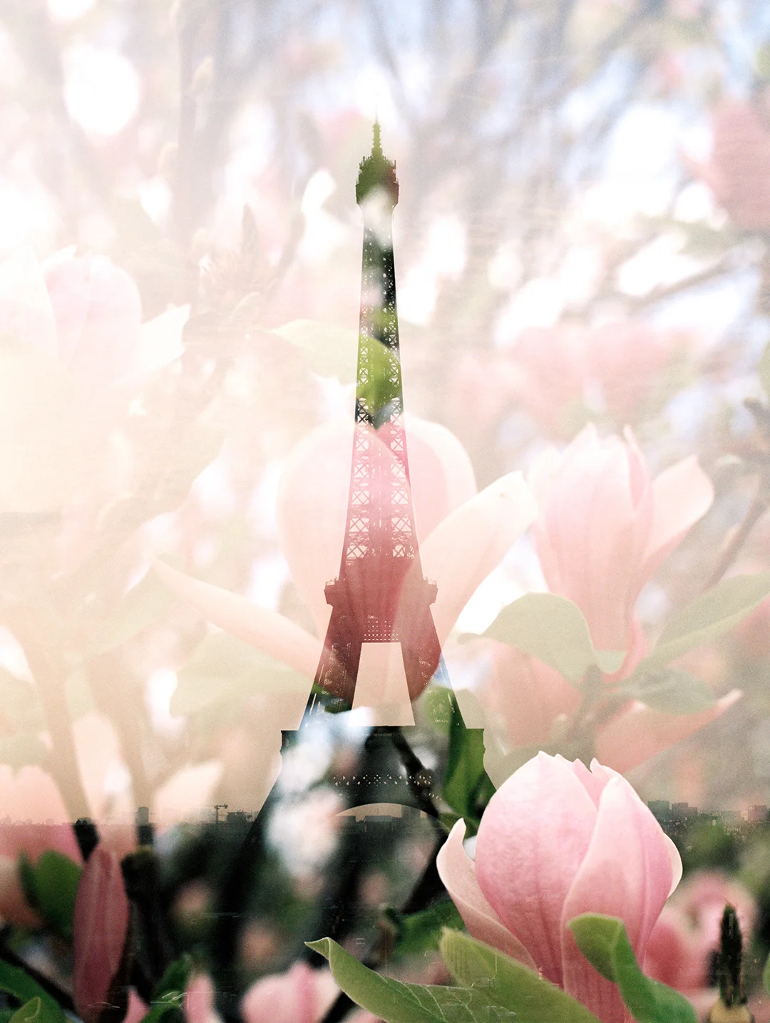 Eiffel Tower + Magnolias