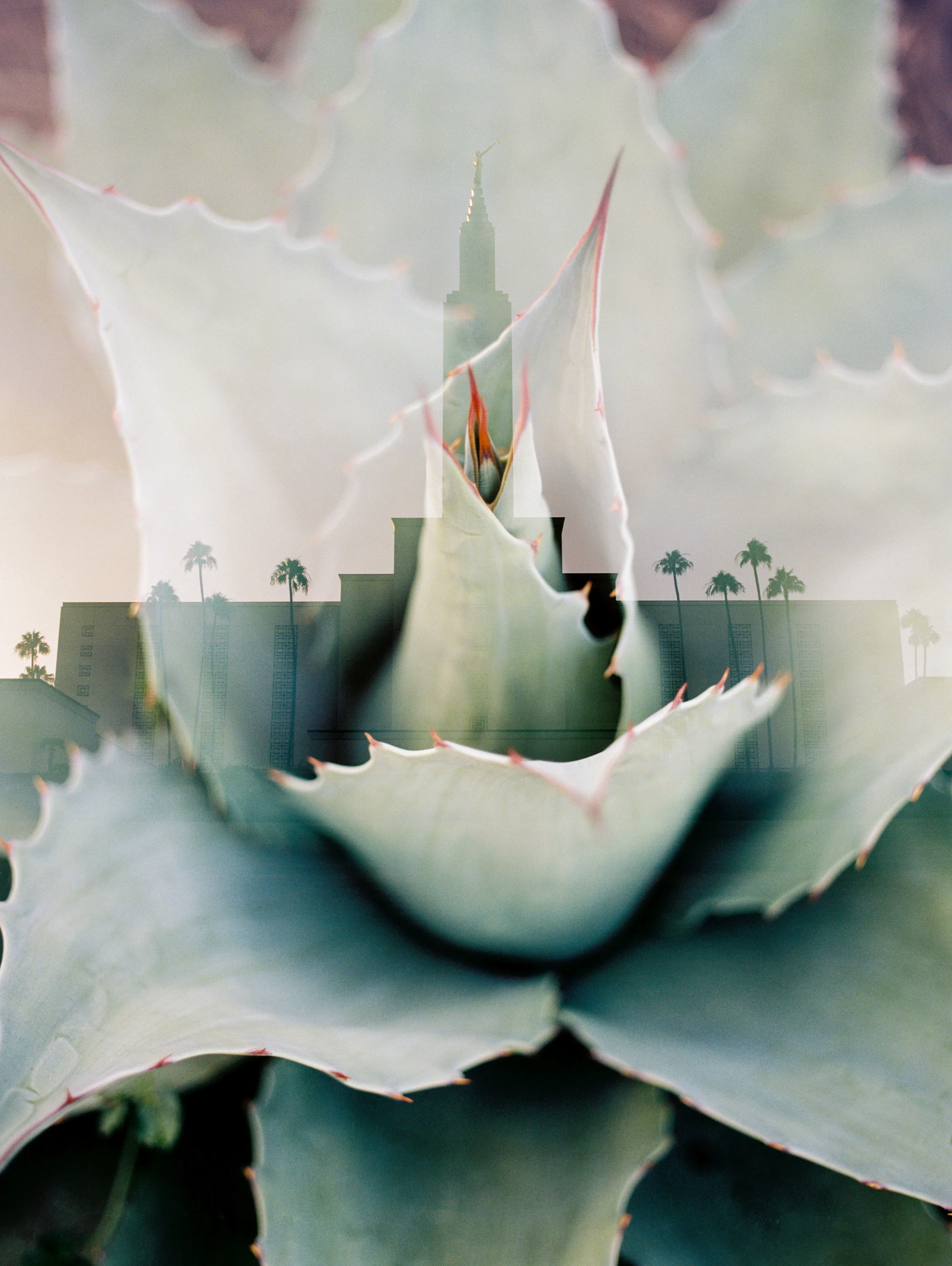 Los Angeles LDS Temple + Aloe