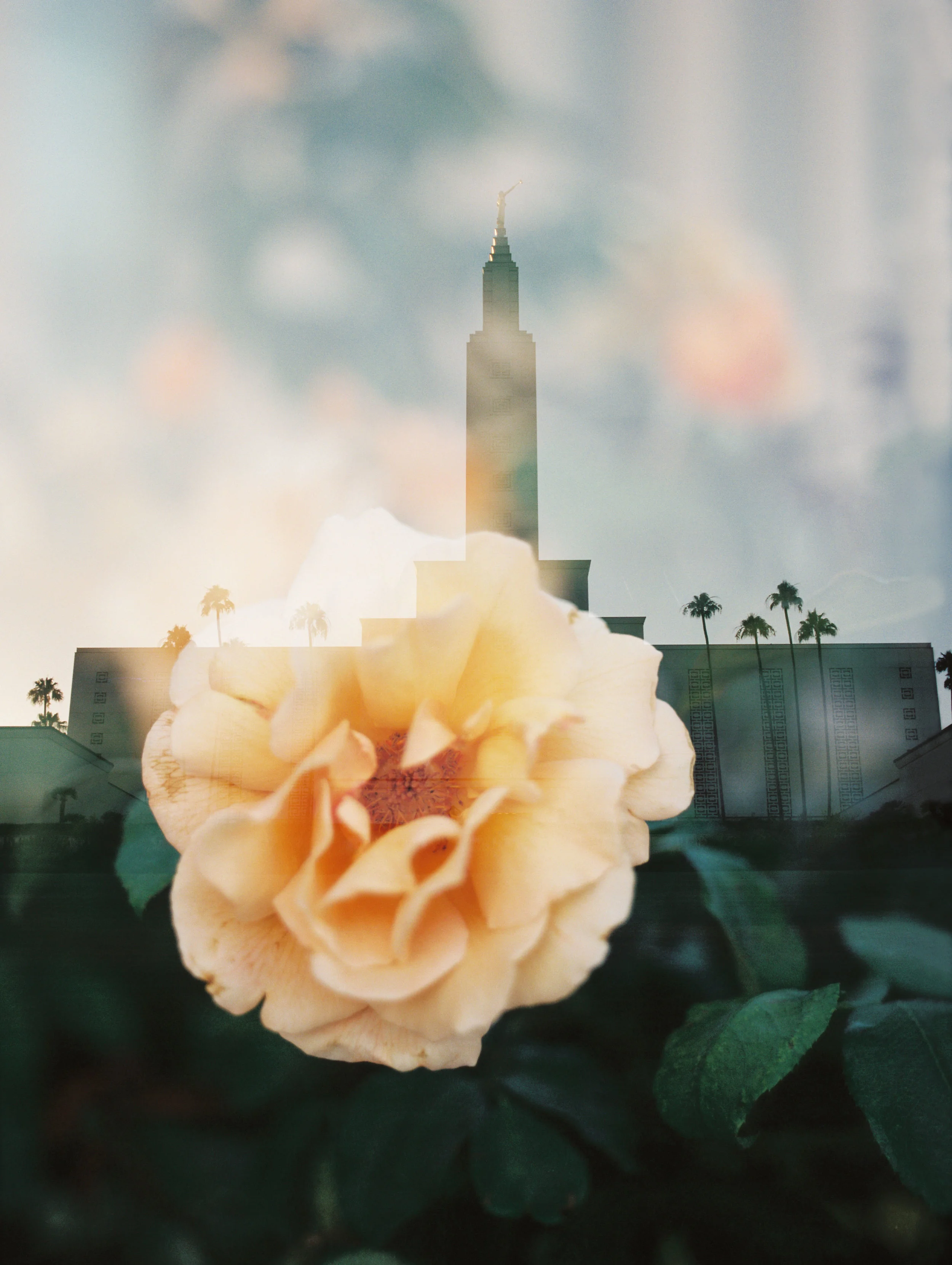 Los Angeles LDS Temple + Yellow Rose