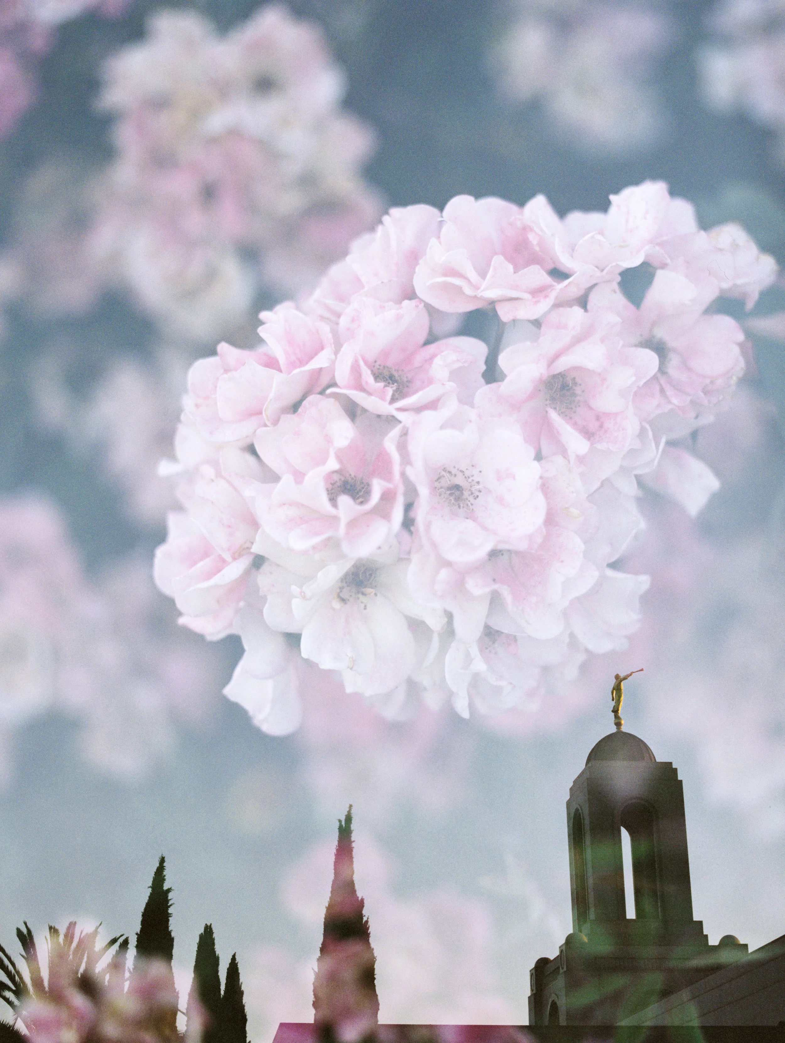 Newport LDS Temple + Blooms