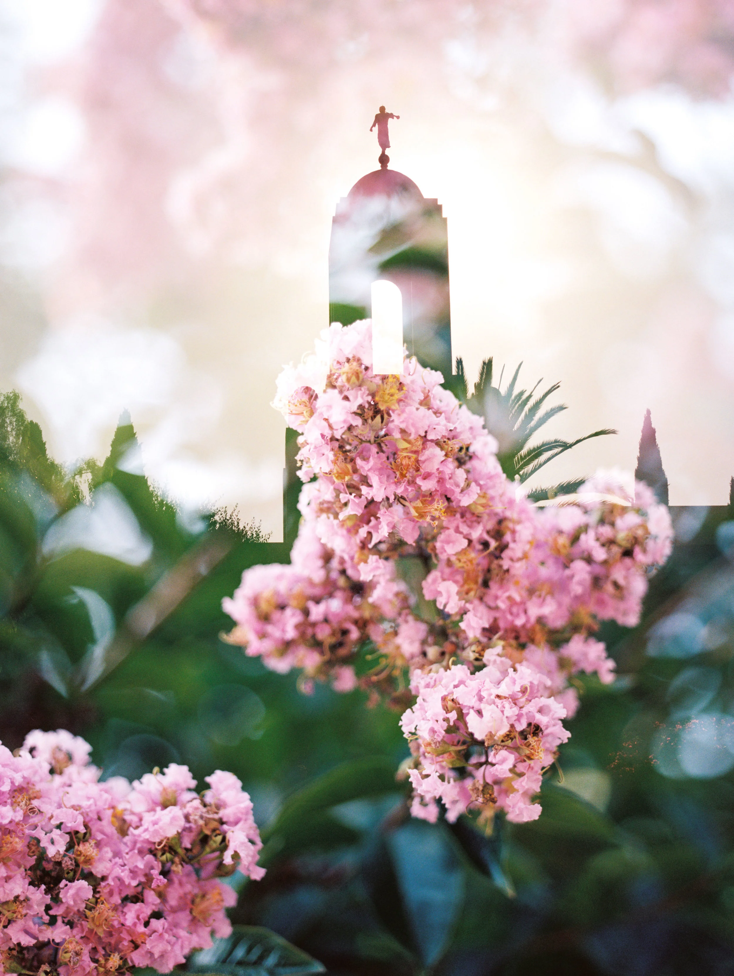 Newport LDS Temple + Blossoms