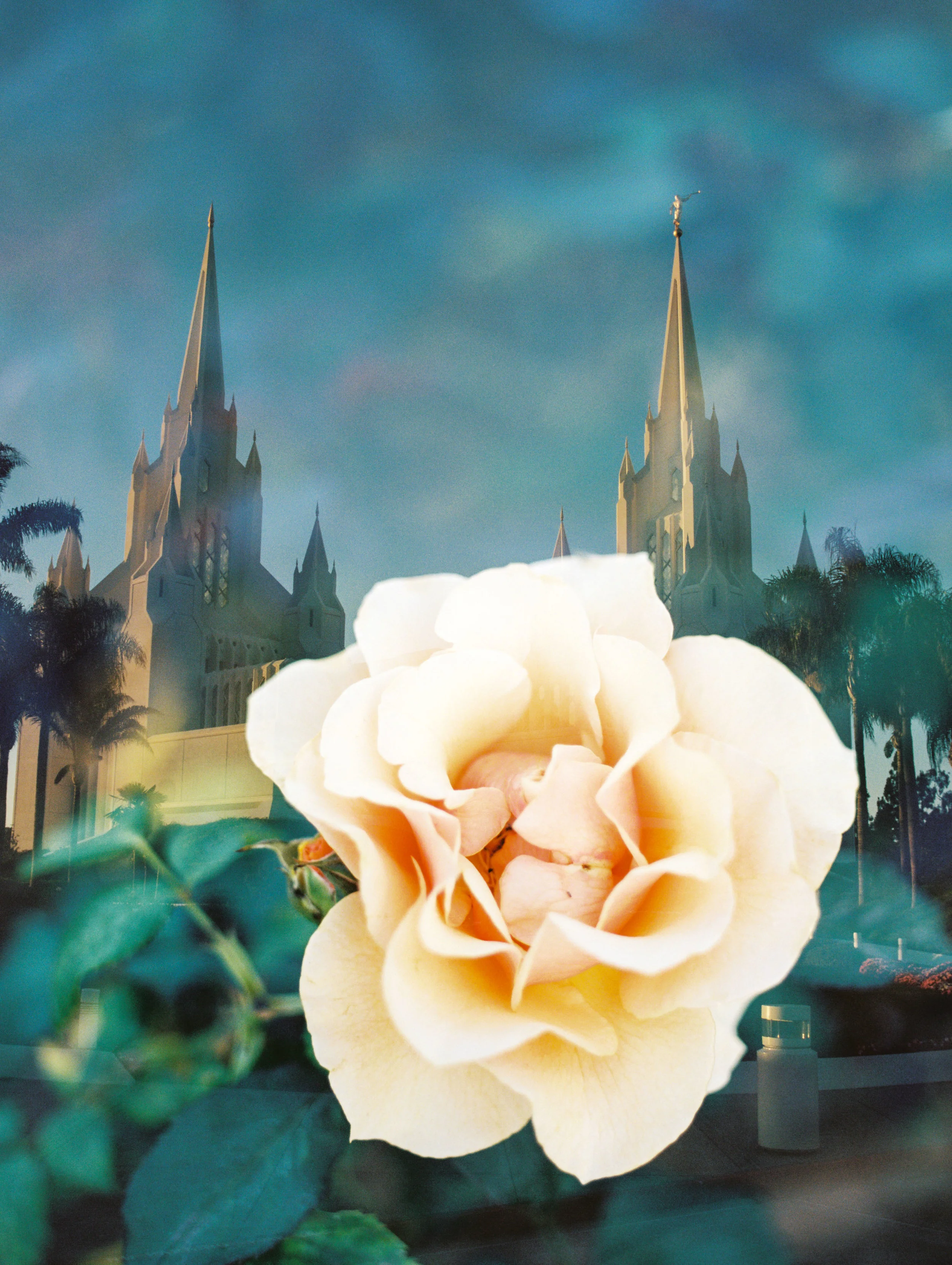 San Diego LDS Temple + Garden Rose