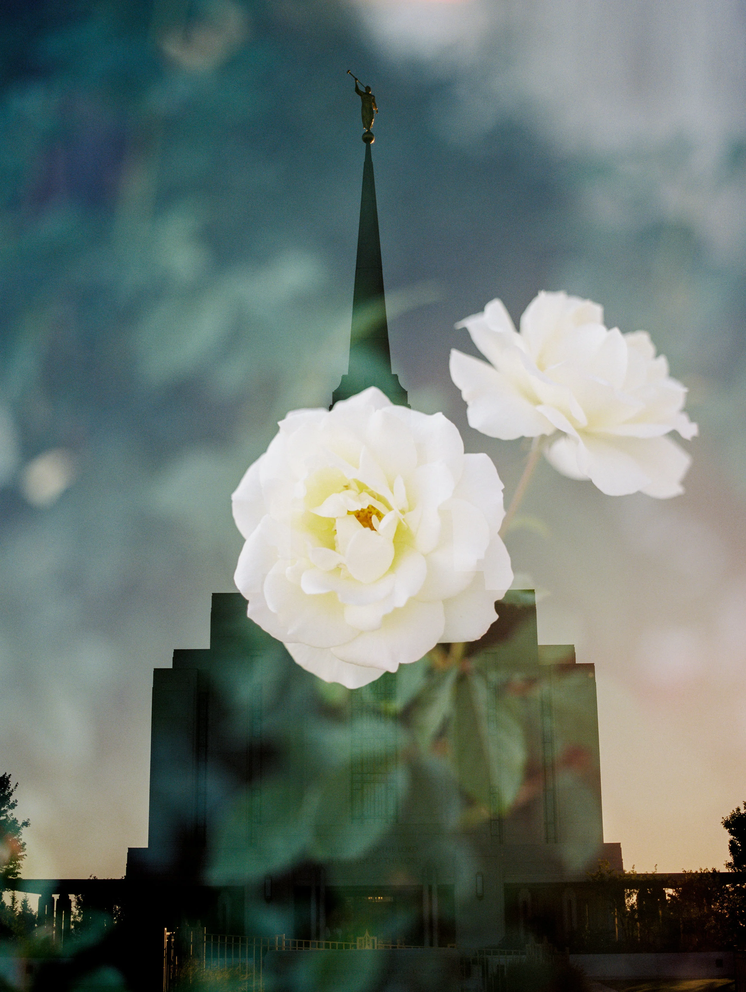 Rexburg LDS Temple + White Roses