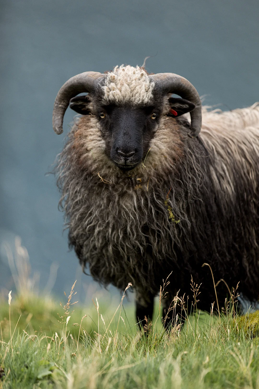 Faroese Sheep 1