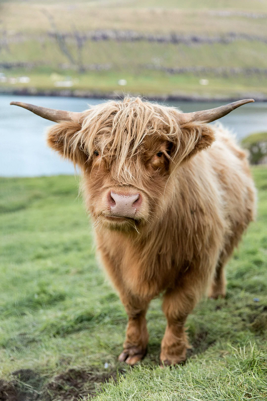 Faroese Cow 1