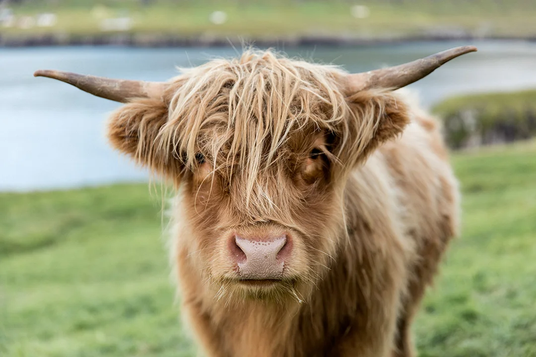 Faroese Cow 2