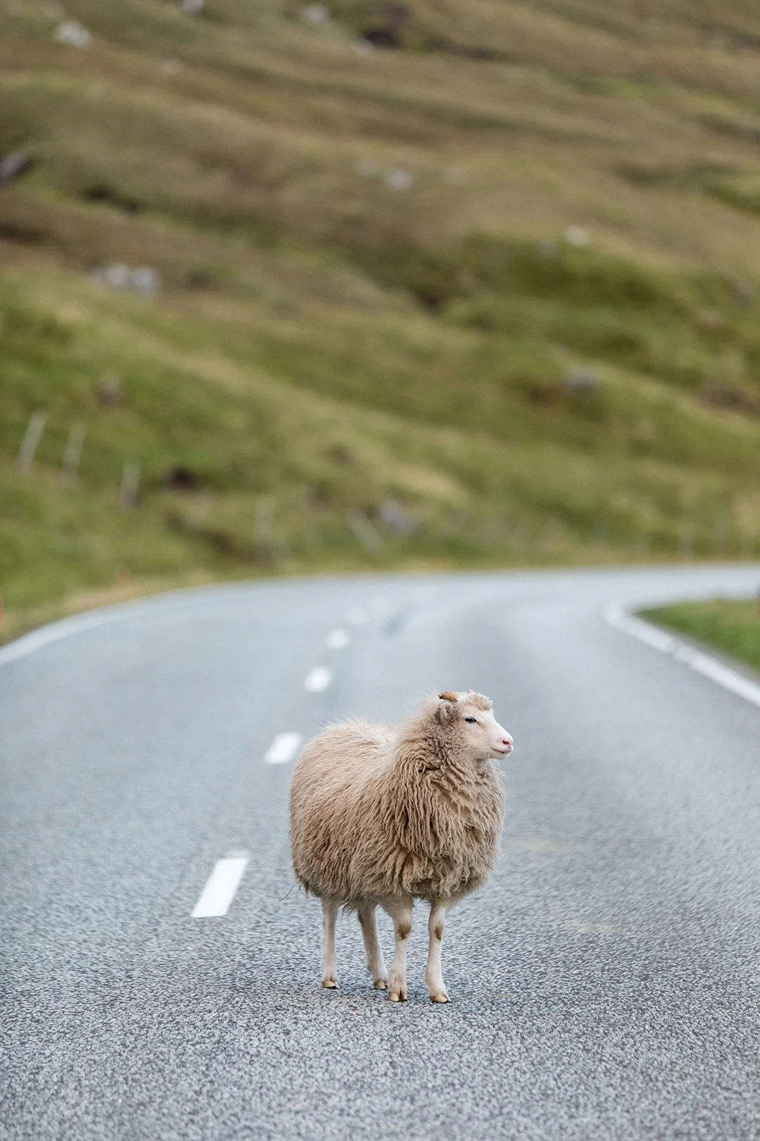 Faroese Sheep 2