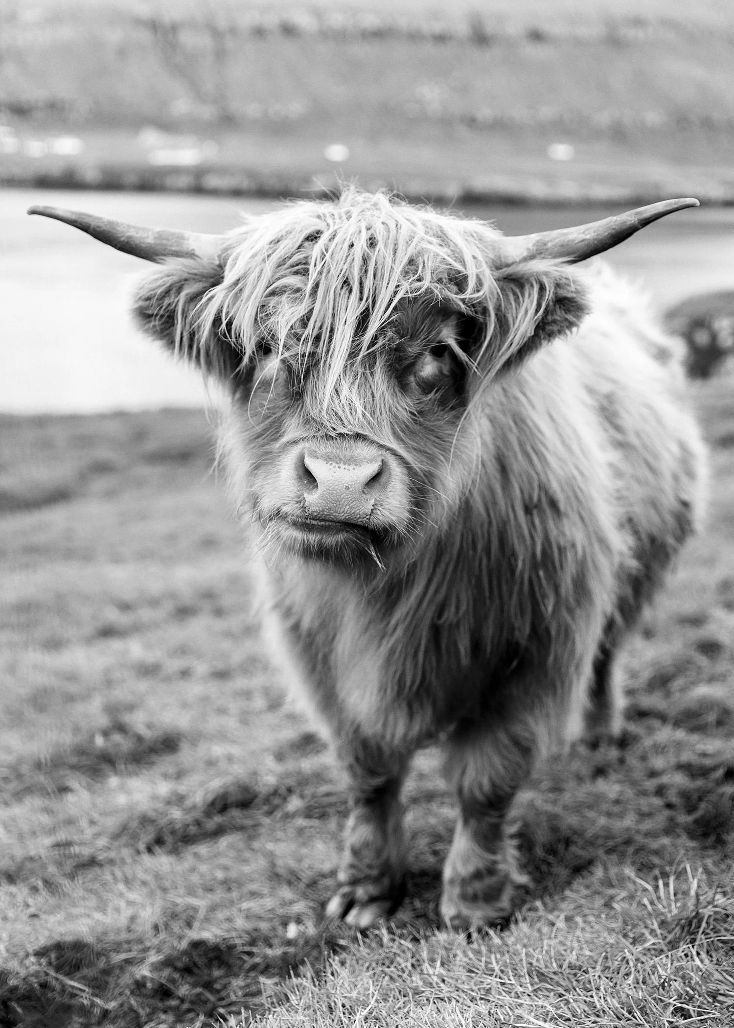 Black and White Faroese Cow 1