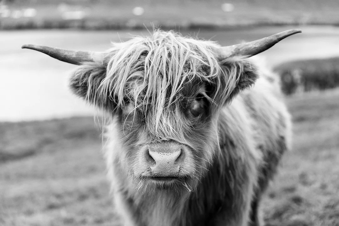 Black and White Faroese Cow 2