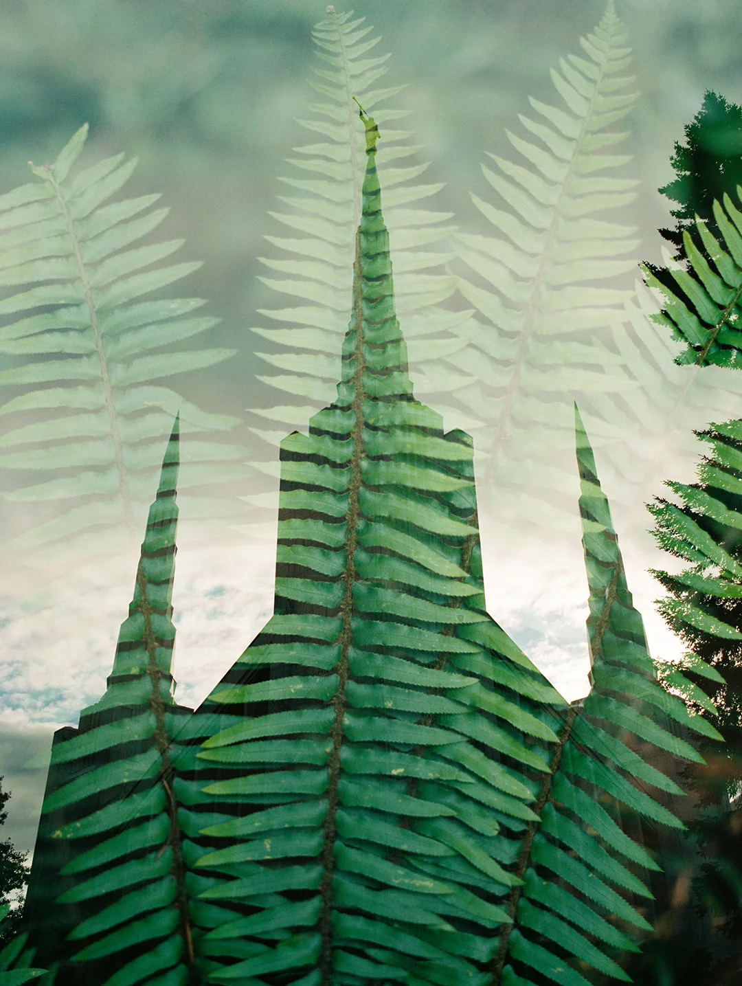 Portland LDS Temple + Ferns