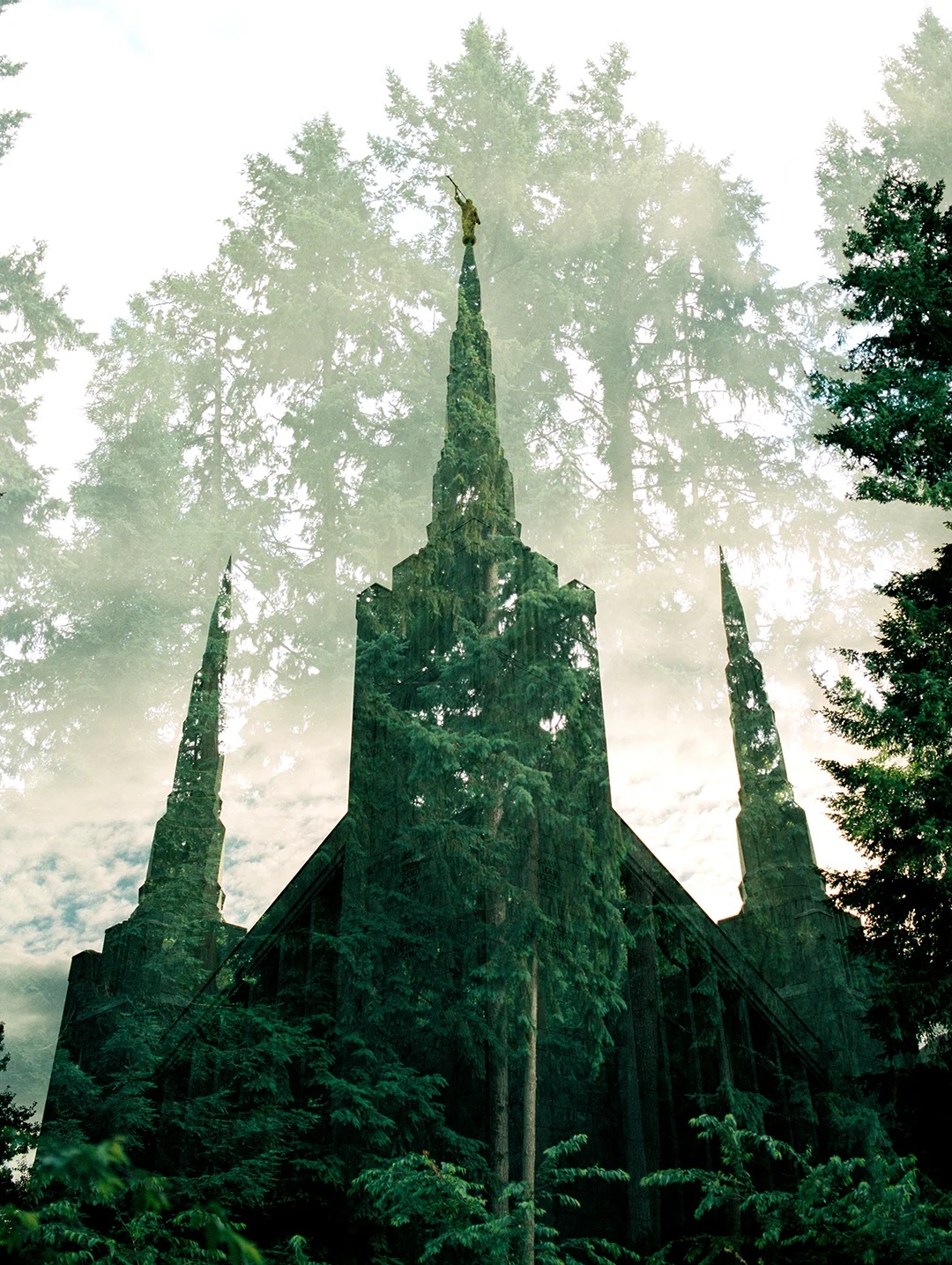 Portland LDS Temple + Evergreens