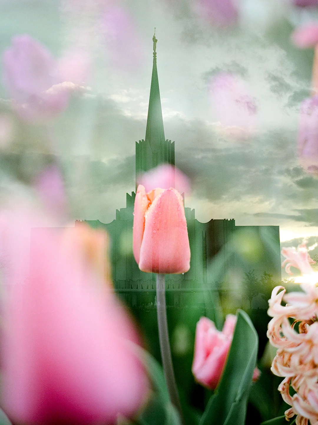 Jordan River LDS Temple + Pink Tulips