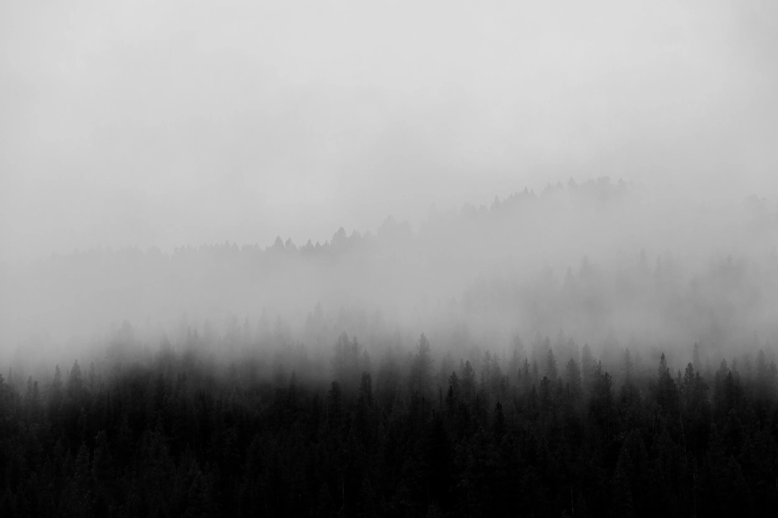 Foggy Pines 2