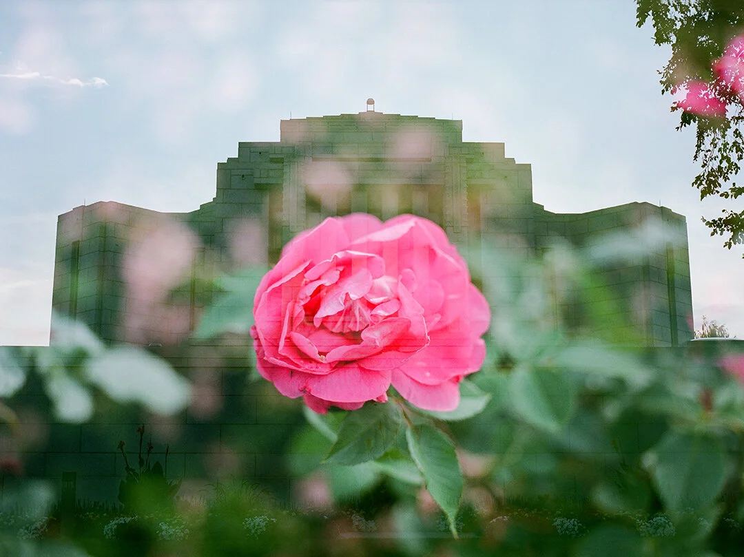 Cardston Alberta LDS Temple + Pink Rose