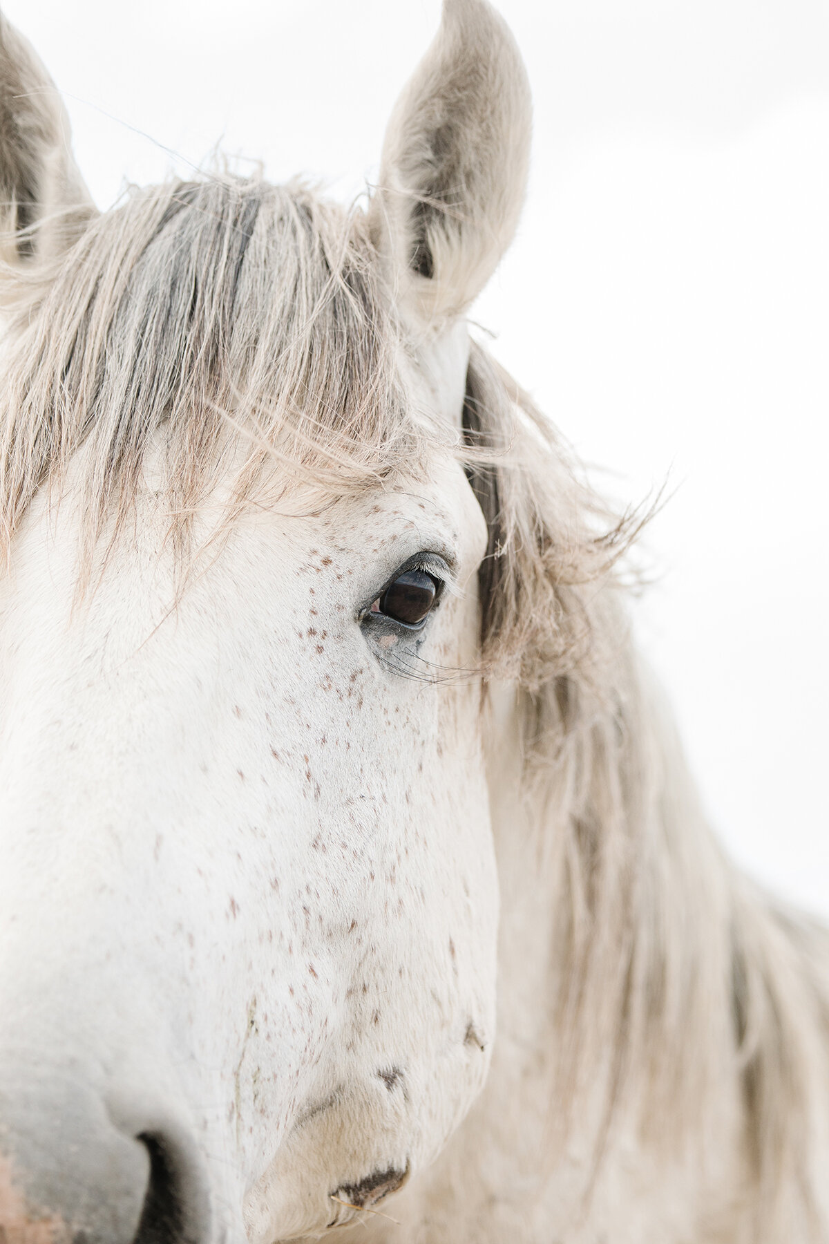 Onaqui White Horse 2