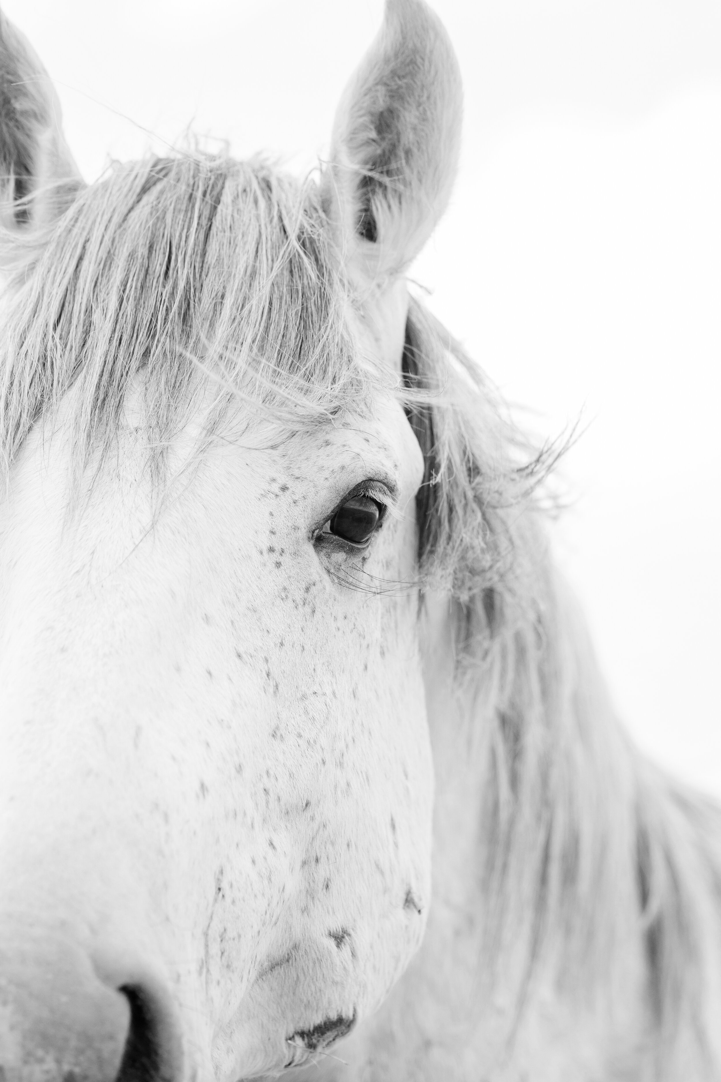 Onaqui White Horse 2 BW