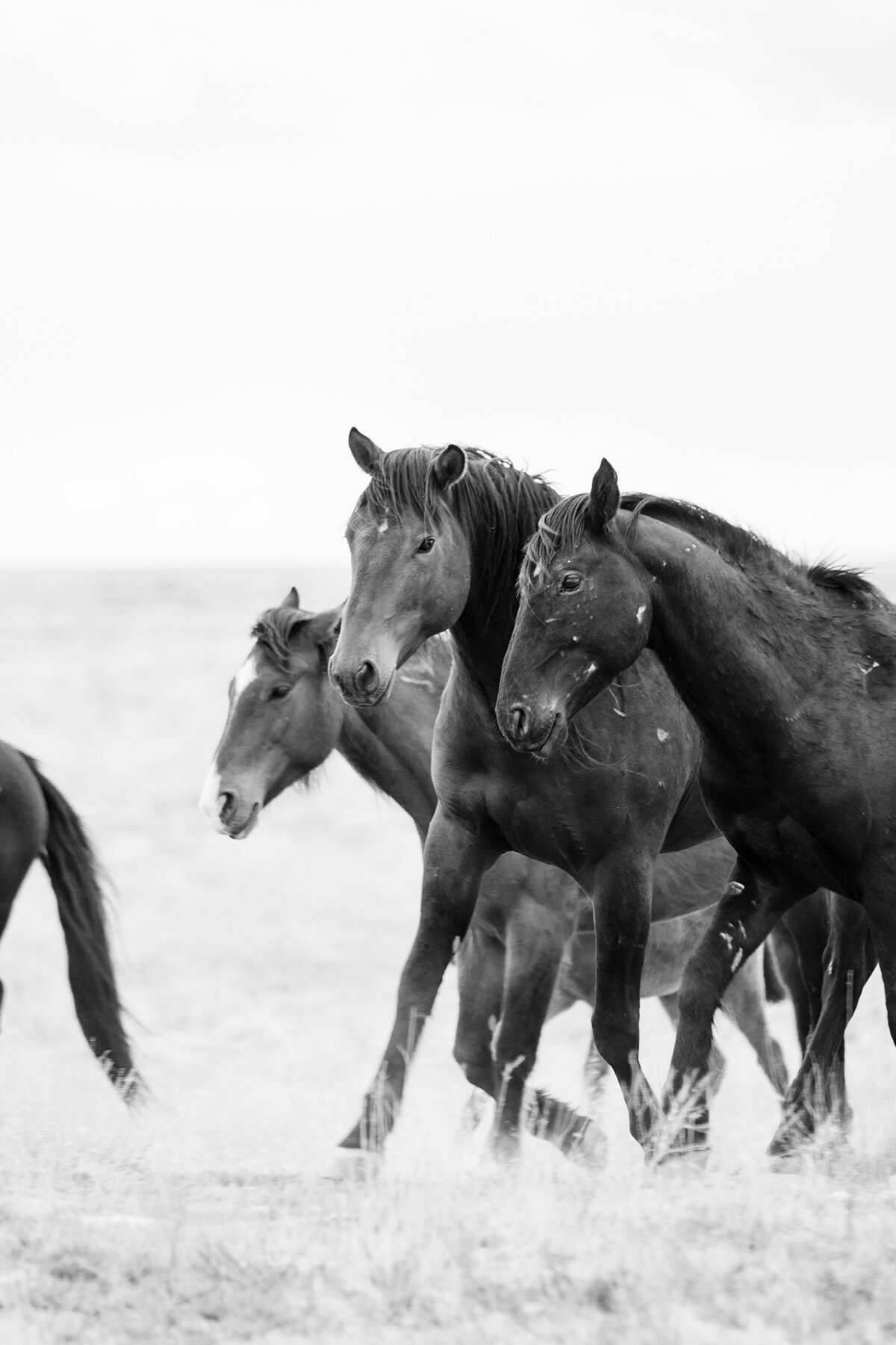 Onaqui Mustangs 2 BW