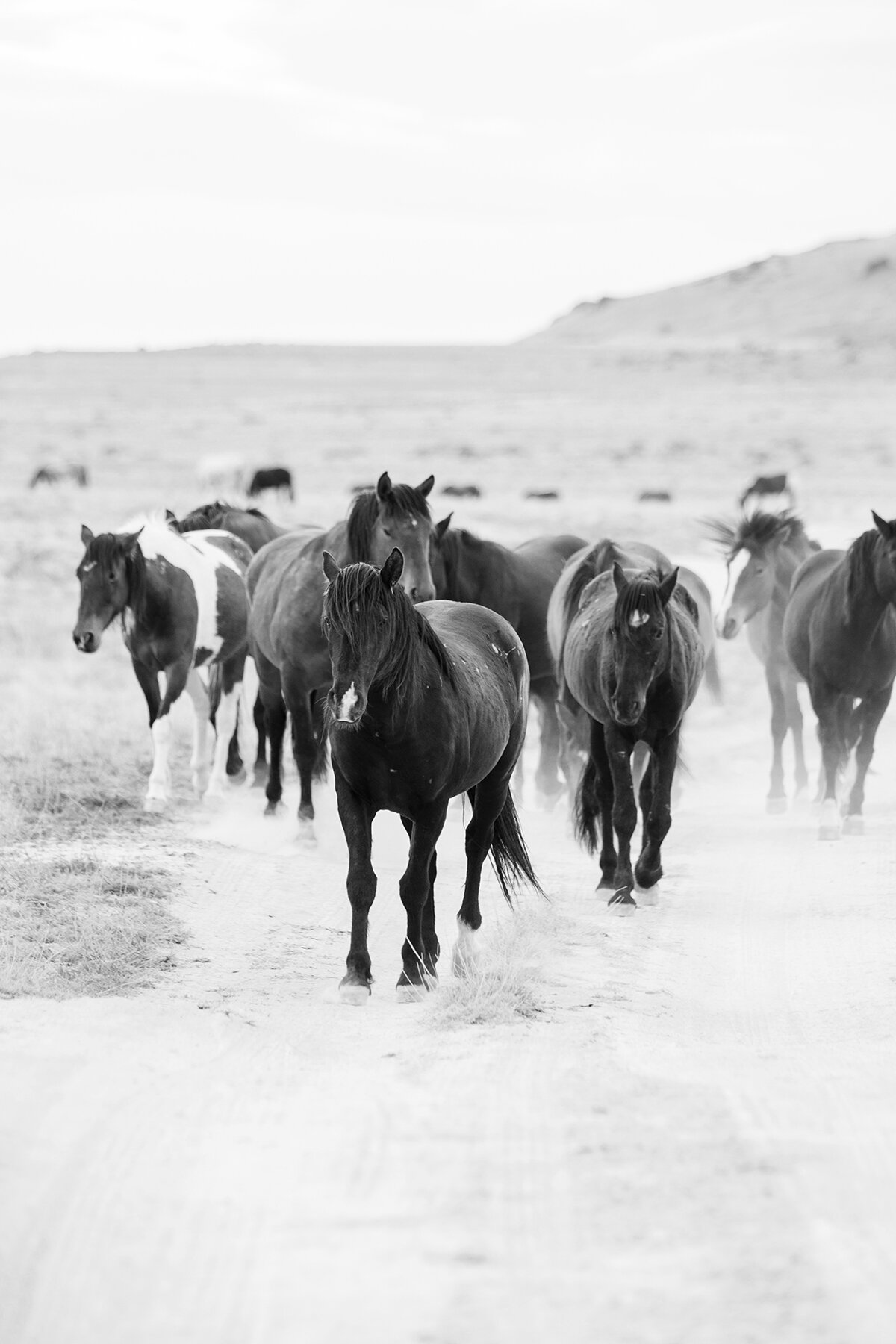 Onaqui Mustangs 3 BW