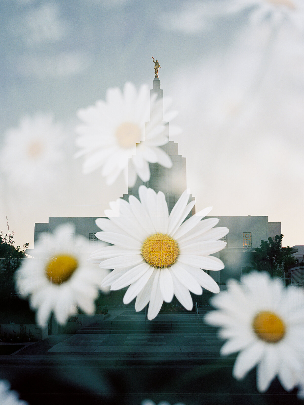 Idaho Falls Temple + Daisies