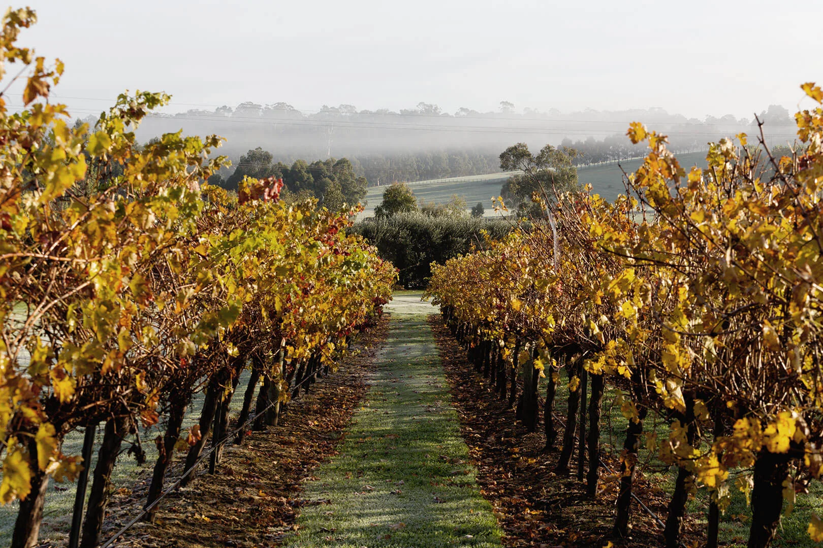 Chronic Pain. Hands on – Hands off?