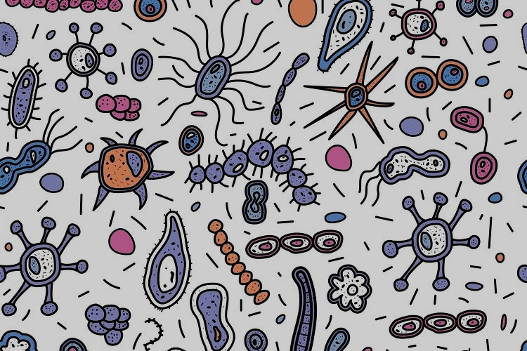 gutbacteria+%281%29.jpg