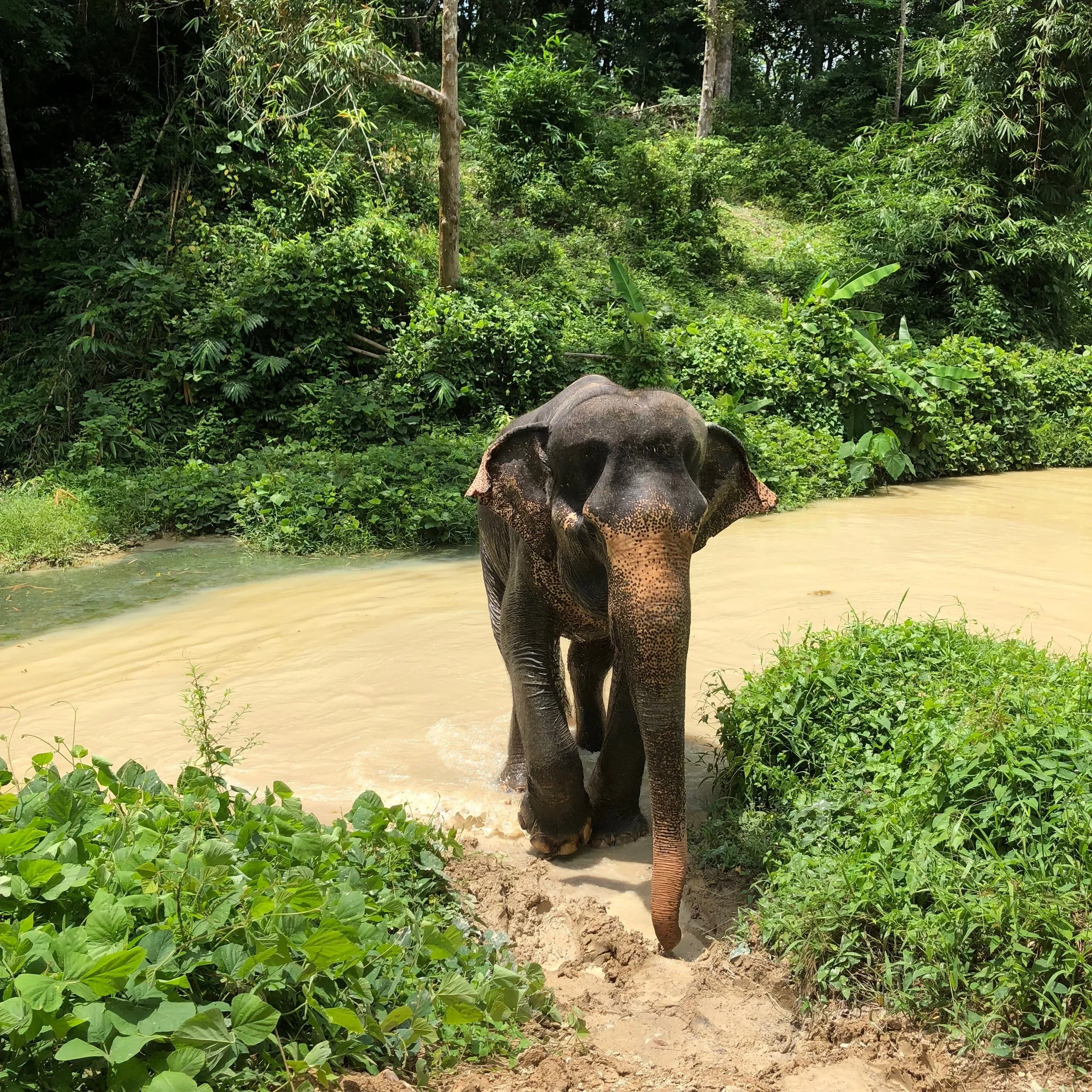 A Guide to Visiting Thai Elephant Sanctuaries 