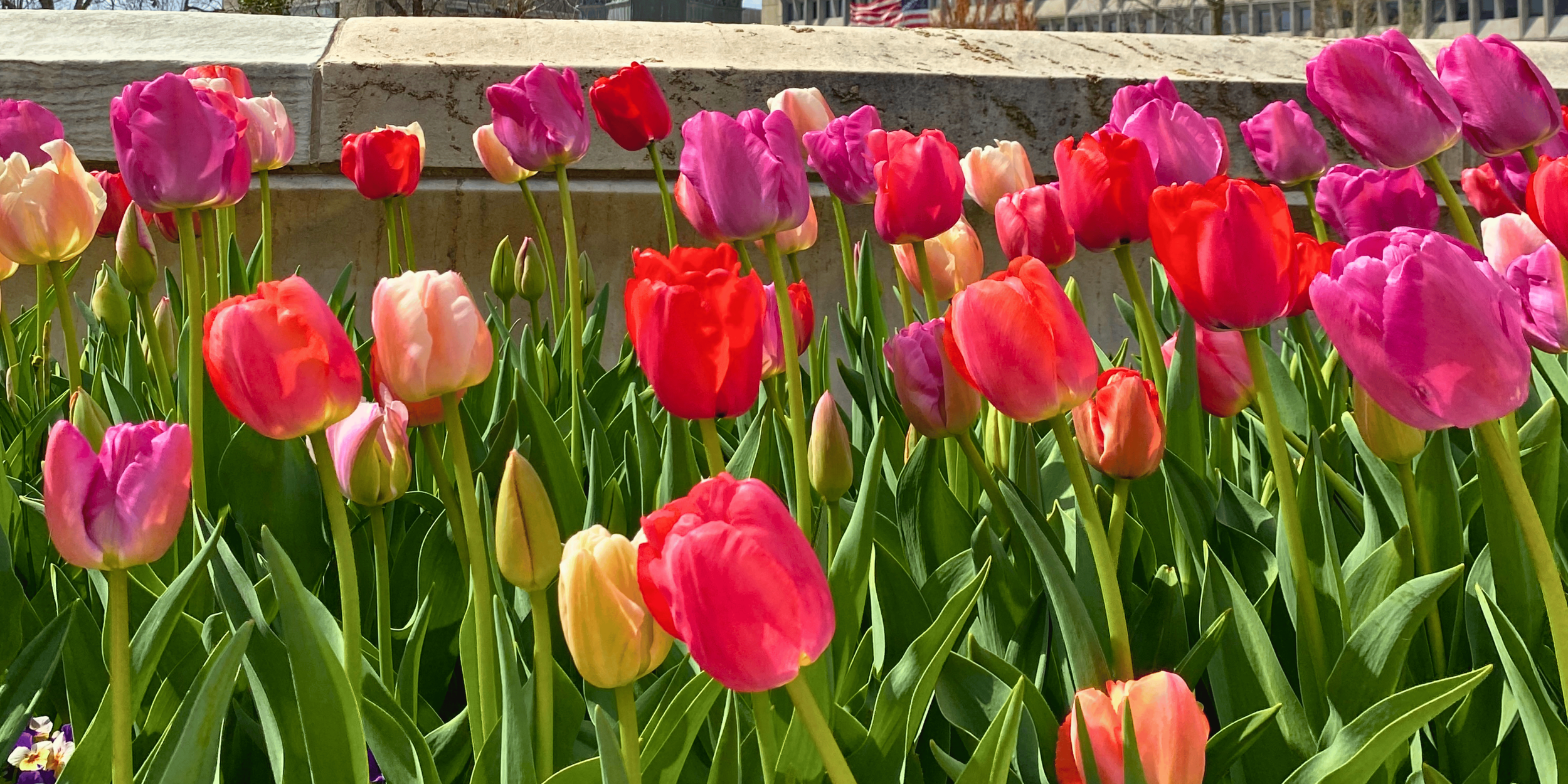 Untitled (Medium Banner (US) (Landscape)) (1).png