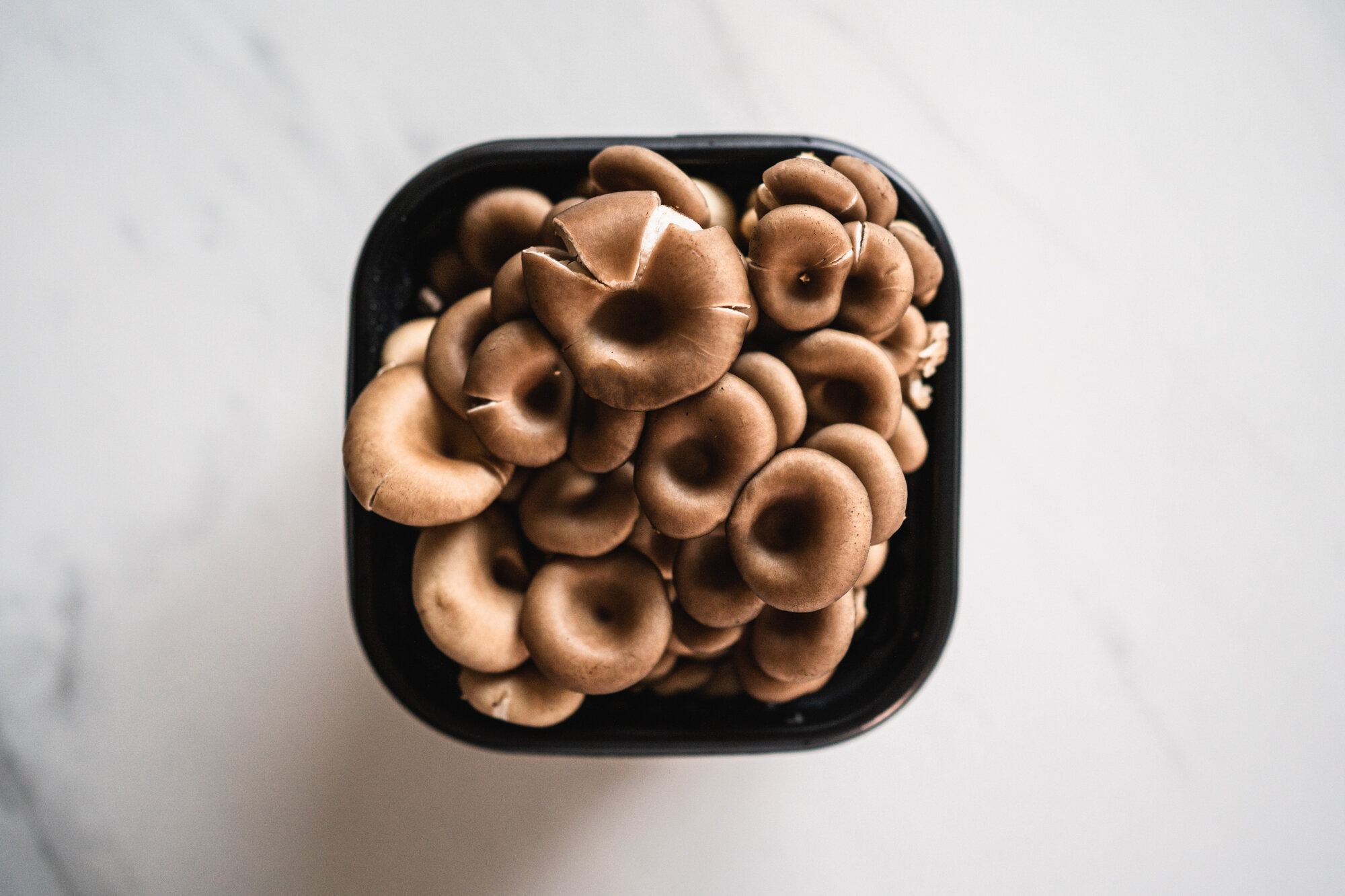 Mushroom Chocolate Cookies Recipe