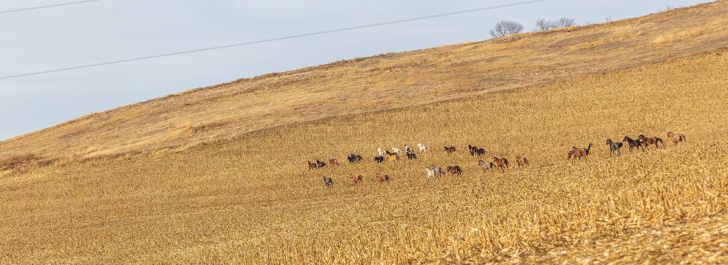 Landscape Photograph of wild horses by Rashad Anabtawi