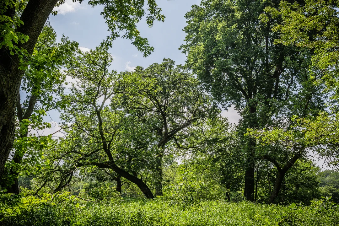 Wide Set Photograph by Chicago Unit Still photographer Rashad Anabtawi of the natural landscape that was the set
