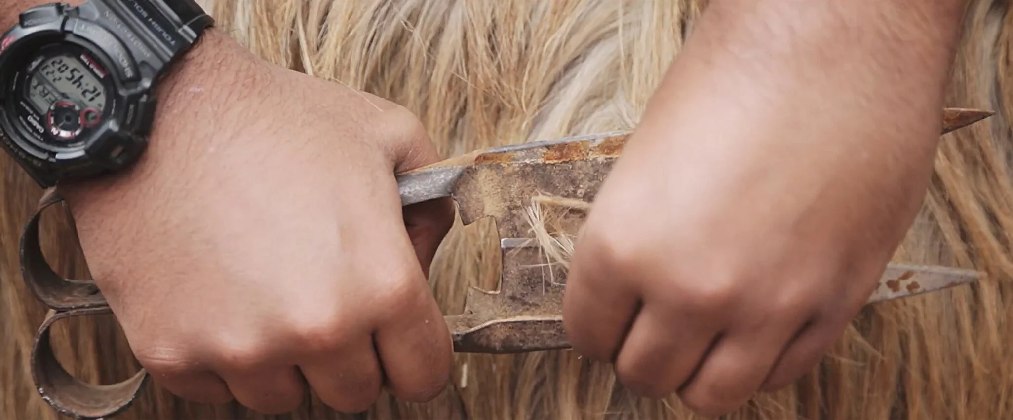 Close Up Still of the sheep fur being cut Image by Photographer Rashad Anabtawi.jpg