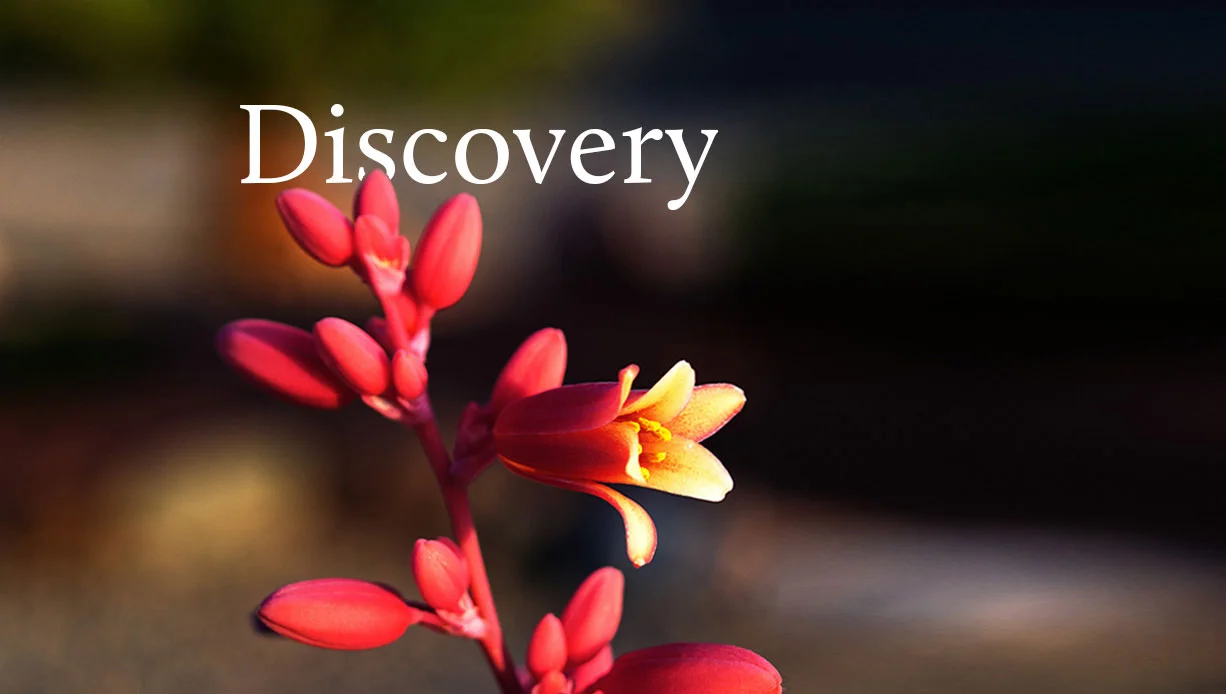 discovery-banner-mobile.jpg