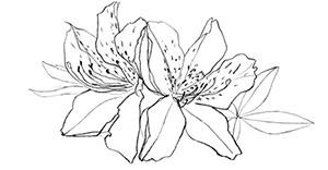 azalea.png