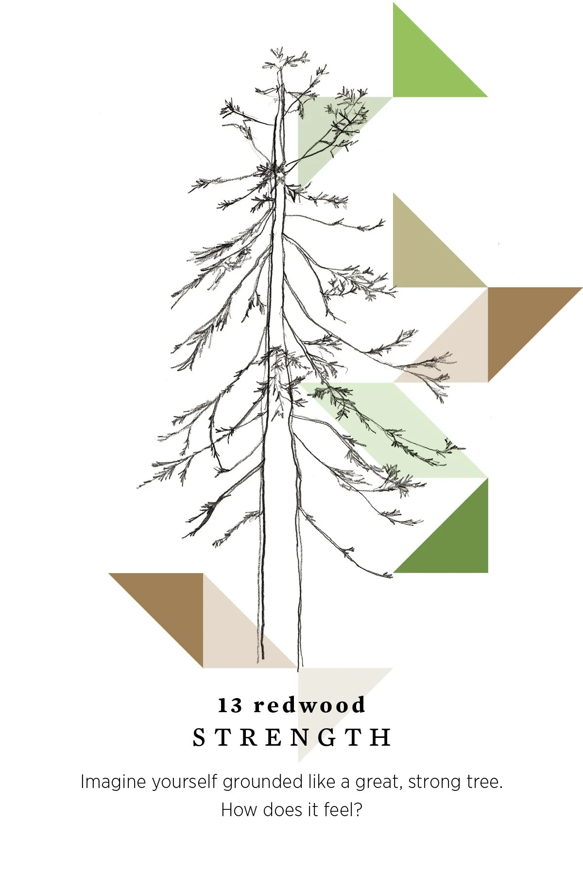 Square Root Tree Drawing Redwood Tree Drawing With Roots