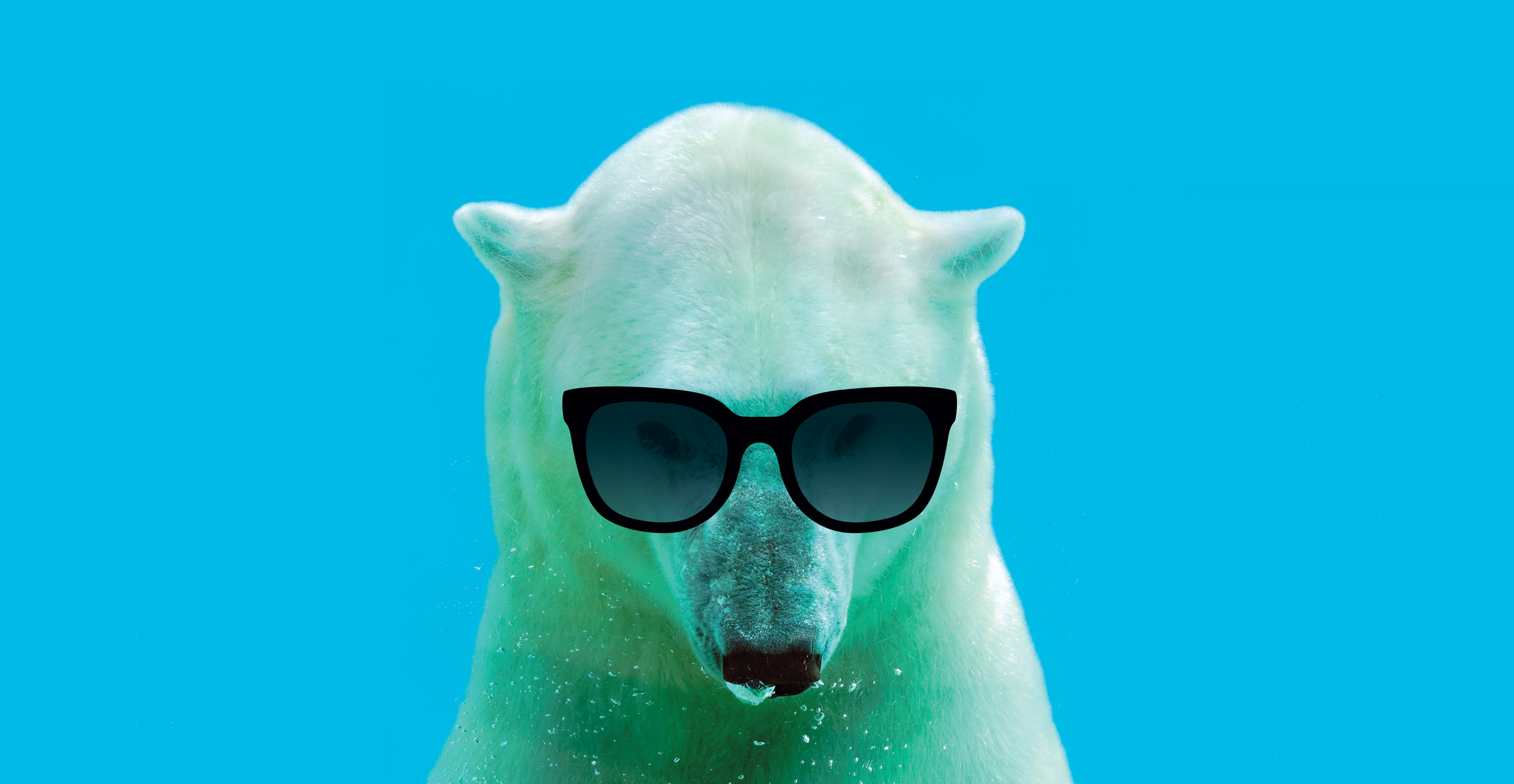 Polar_bear_sunnies_HEADER.png